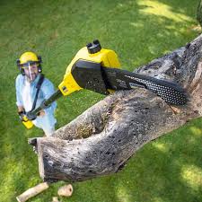 Best Tree Disease Treatment  in Lonsdale, MN